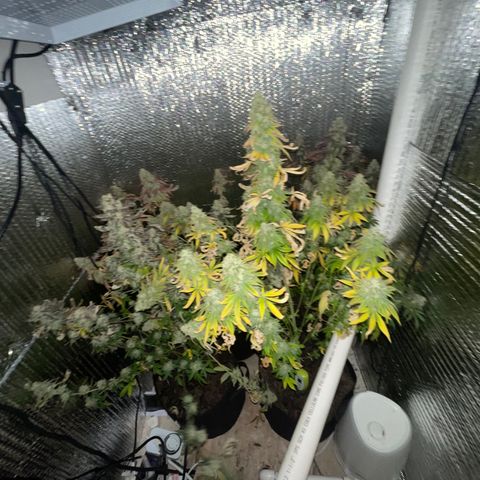 Purple Crash growlog timeline photo