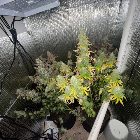 Purple Crash growlog timeline photo