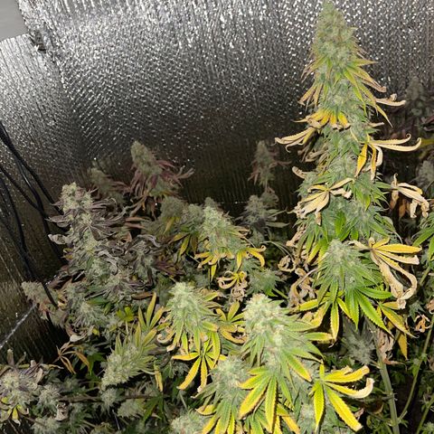 Purple Crash growlog timeline photo