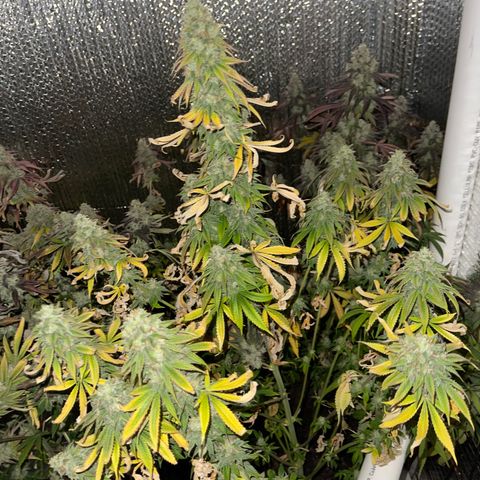 Purple Crash growlog timeline photo