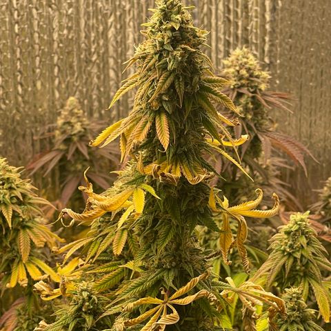 Purple Crash growlog timeline photo