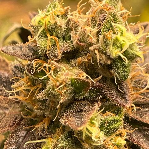 Purple Crash growlog timeline photo