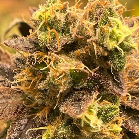 Purple Crash growlog timeline photo
