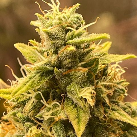 Purple Crash growlog timeline photo