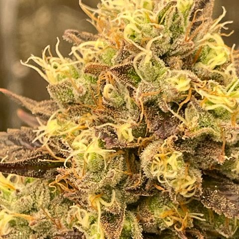 Purple Crash growlog timeline photo