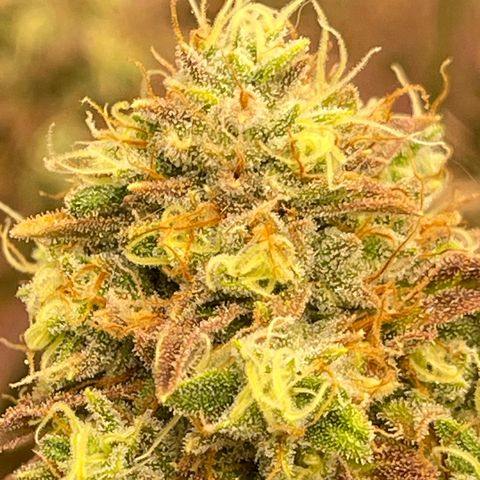 Purple Crash growlog timeline photo
