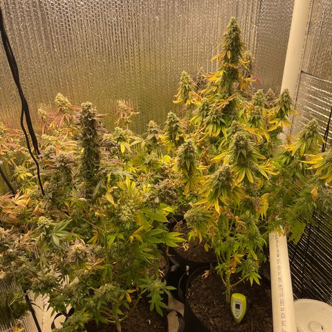 Purple Crash growlog timeline photo