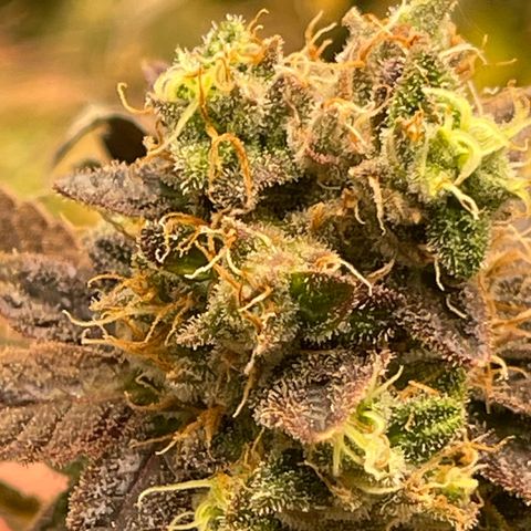 Purple Crash growlog timeline photo
