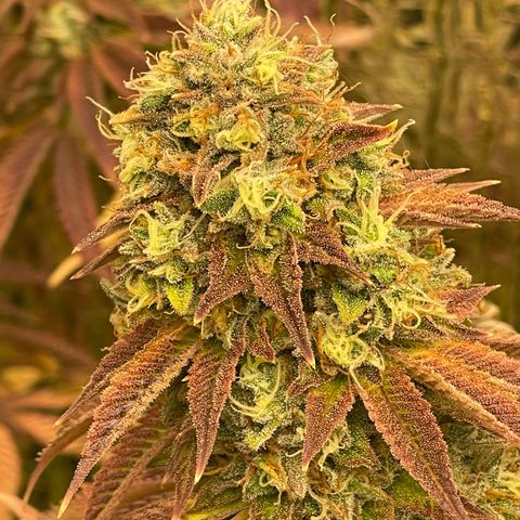 Purple Crash growlog timeline photo