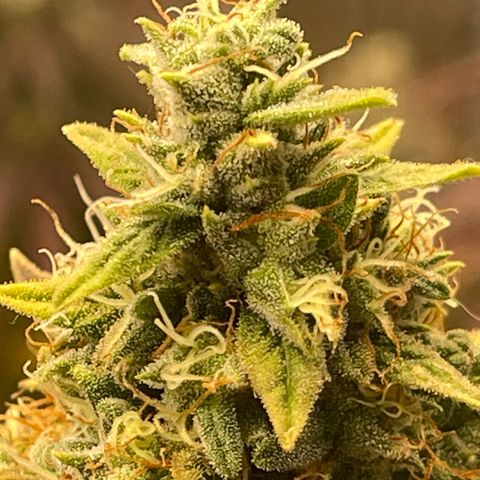 Purple Crash growlog timeline photo