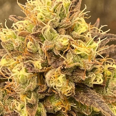 Purple Crash growlog timeline photo