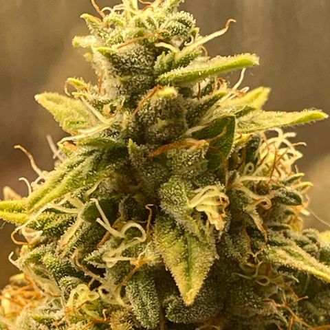 Purple Crash growlog timeline photo