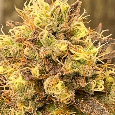 Purple Crash growlog timeline photo