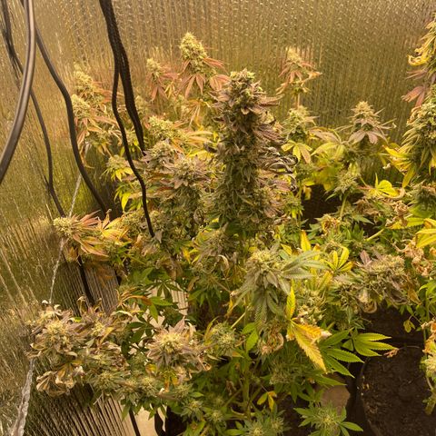 Purple Crash growlog timeline photo