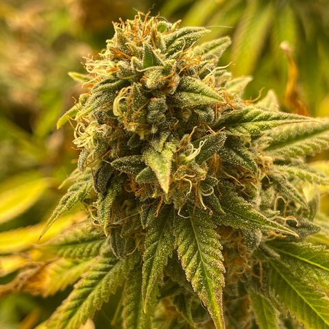 Purple Crash growlog timeline photo