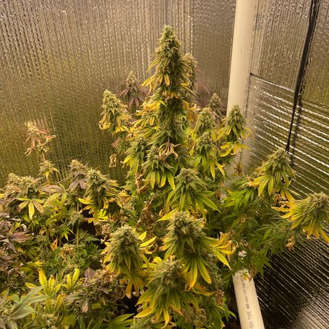 Purple Crash growlog timeline photo