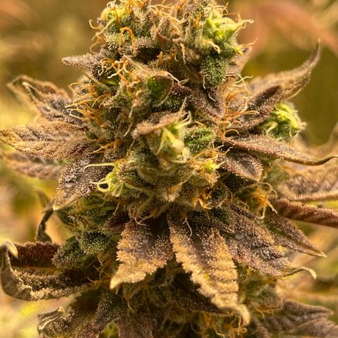 Purple Crash growlog timeline photo