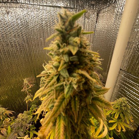 Purple Crash growlog timeline photo