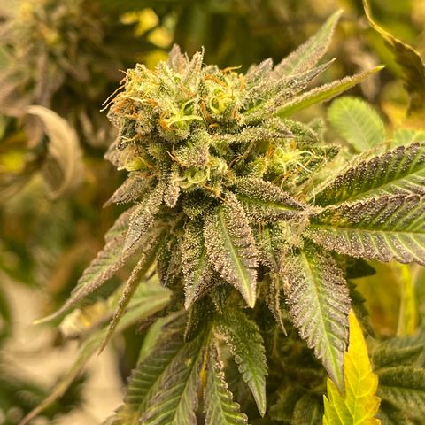 Purple Crash growlog timeline photo