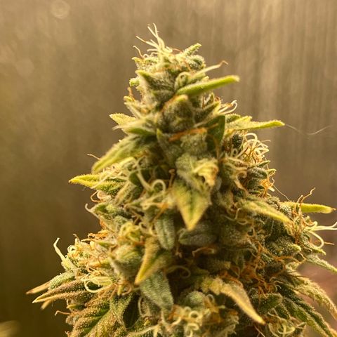 Purple Crash growlog timeline photo