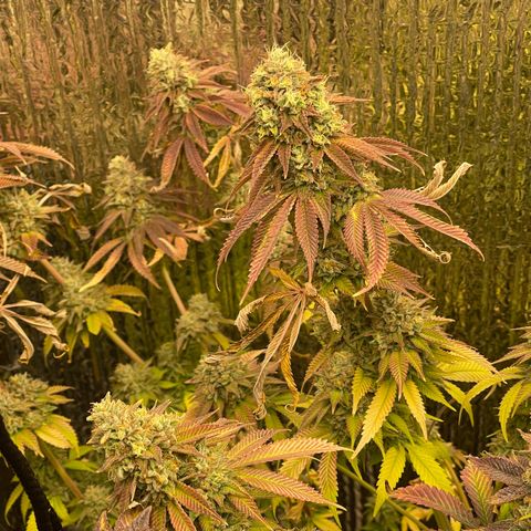 Purple Crash growlog timeline photo