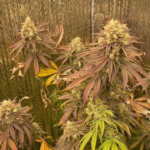 Purple Crash growlog timeline photo