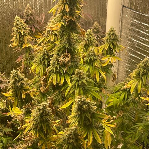 Purple Crash growlog timeline photo