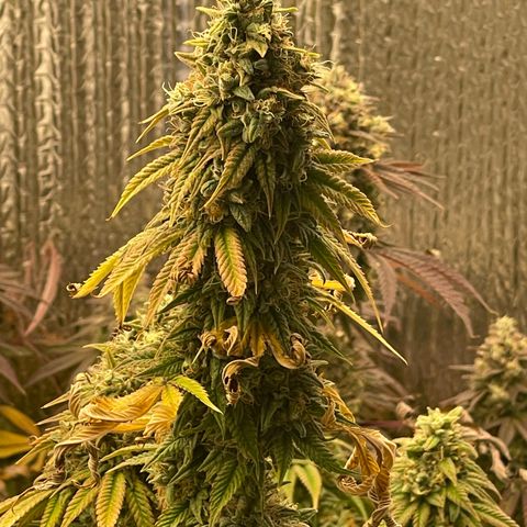 Purple Crash growlog timeline photo