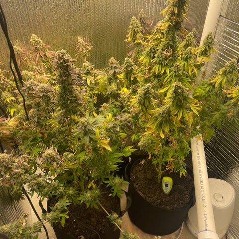 Purple Crash growlog timeline photo