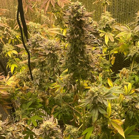 Purple Crash growlog timeline photo