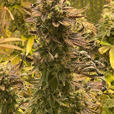 Purple Crash growlog timeline photo