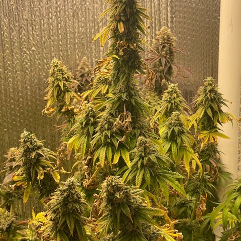 Purple Crash growlog timeline photo