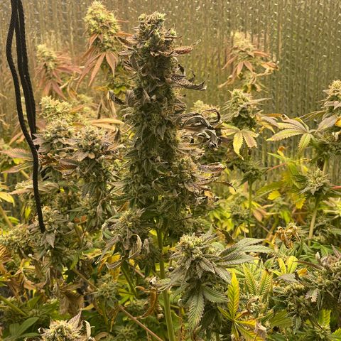 Purple Crash growlog timeline photo