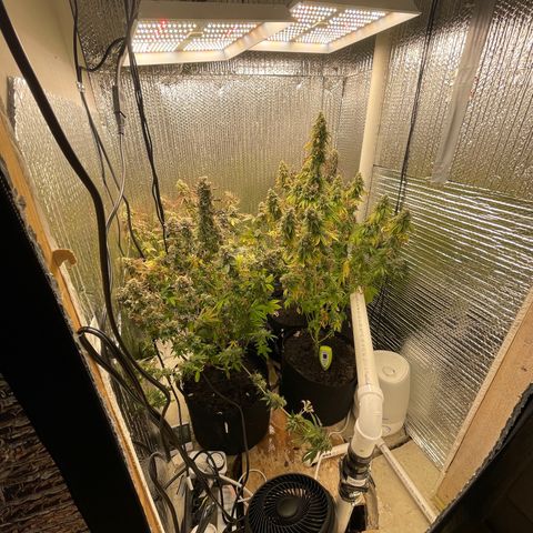 Purple Crash growlog timeline photo
