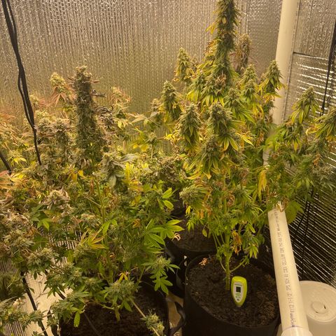 Purple Crash growlog timeline photo
