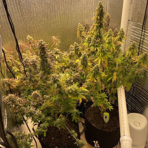 Purple Crash growlog timeline photo