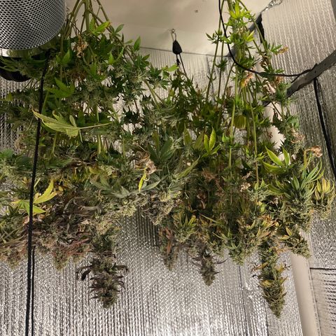 Purple Crash growlog timeline photo