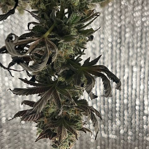Purple Crash growlog timeline photo