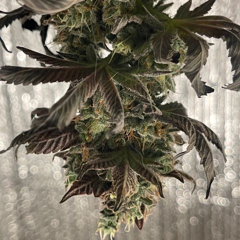 Purple Crash growlog timeline photo
