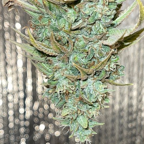 Purple Crash growlog timeline photo