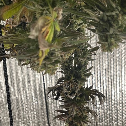 Purple Crash growlog timeline photo