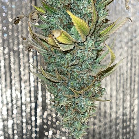 Purple Crash growlog timeline photo