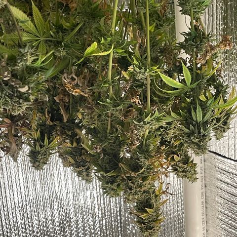 Purple Crash growlog timeline photo