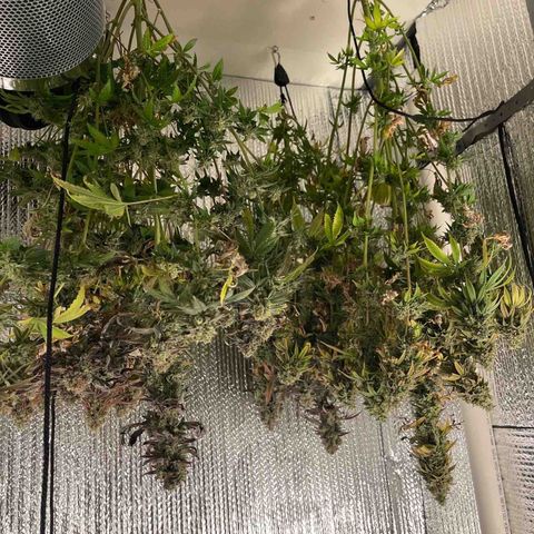 Purple Crash growlog timeline photo