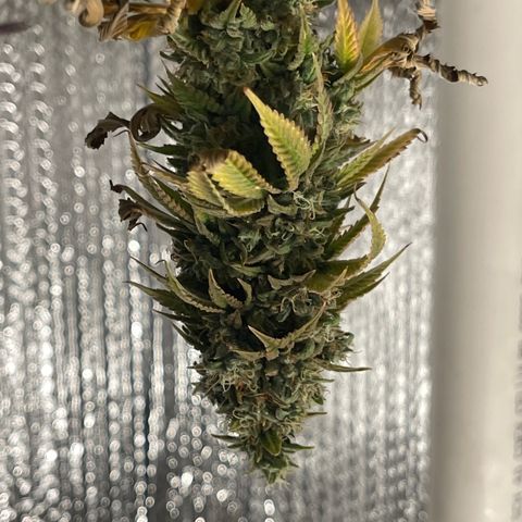 Purple Crash growlog timeline photo