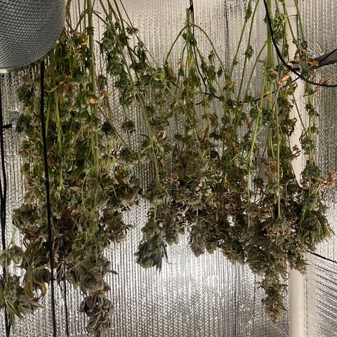 Purple Crash growlog timeline photo