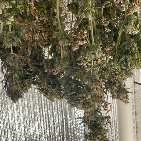 Purple Crash growlog timeline photo