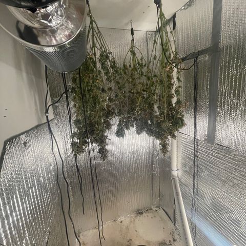 Purple Crash growlog timeline photo
