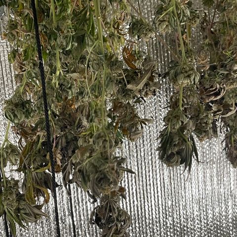 Purple Crash growlog timeline photo