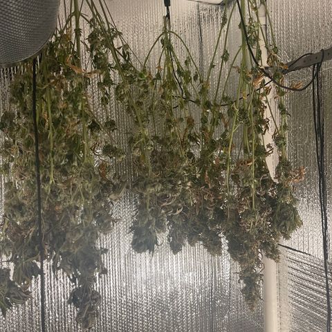 Purple Crash growlog timeline photo